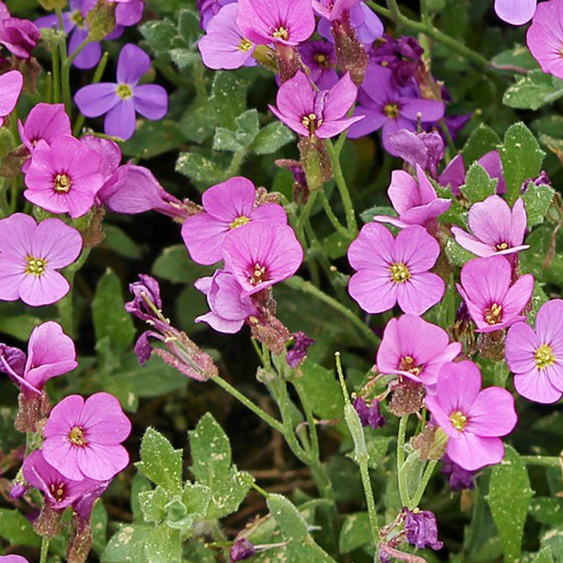 Arabis Alpina Rosea - Gardening Plants And Flowers