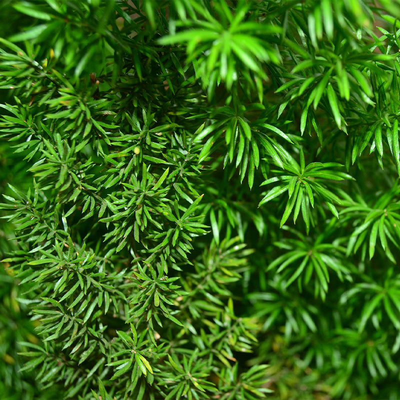 asparagus fern sprengeri - Gardening Plants And Flowers