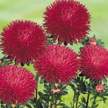 Load image into Gallery viewer, aster red - Gardening Plants And Flowers