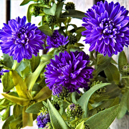 purple aster - Gardening Plants And Flowers