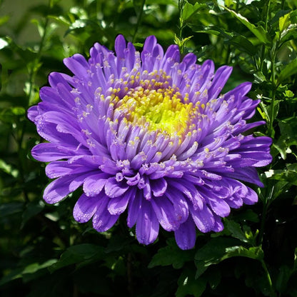 aster seeds - Gardening Plants And Flowers