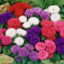 Load image into Gallery viewer, aster powder puff - Gardening Plants And Flowers