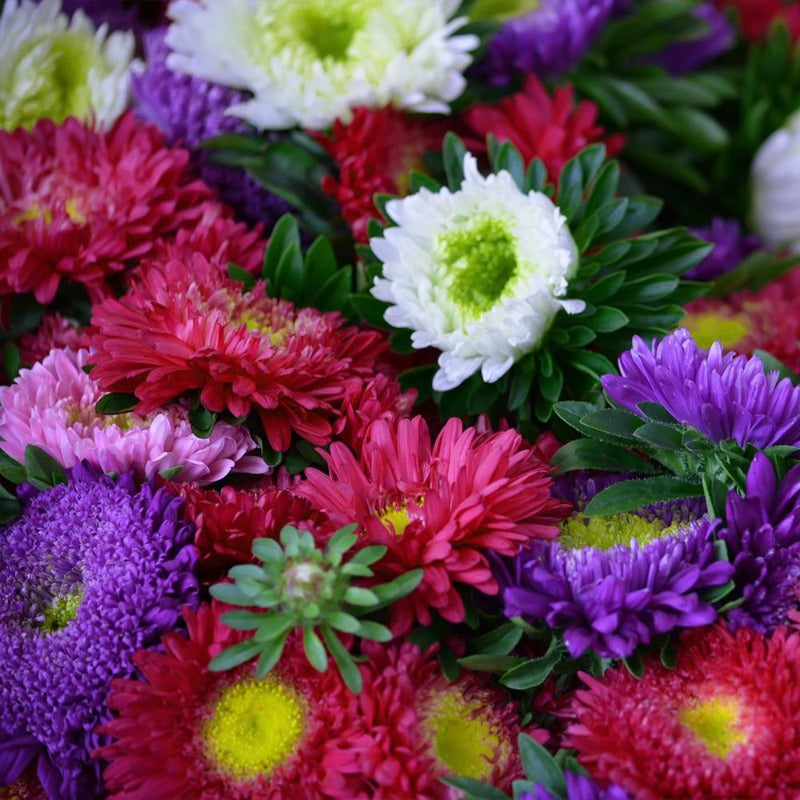 Астра уличное растение, саженцы купить в интернет-магазине Мандарин