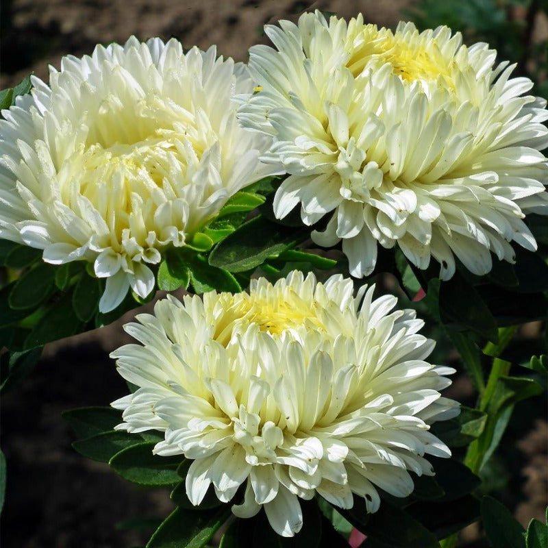 white aster - Gardening Plants And Flowers