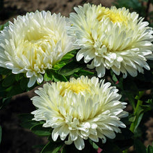 Load image into Gallery viewer, aster white - Gardening Plants And Flowers