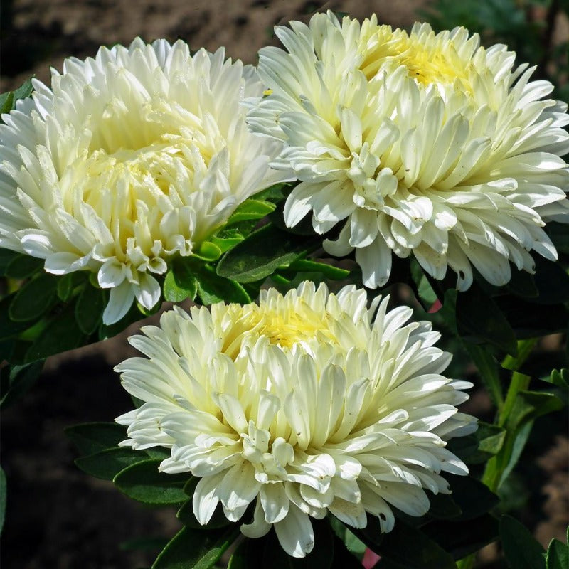 aster white - Gardening Plants And Flowers
