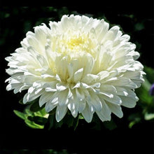 Load image into Gallery viewer, aster peony white - Gardening Plants And Flowers