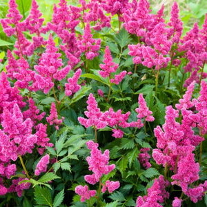 Astilbe Chinensis - Gardening Plants And Flowers