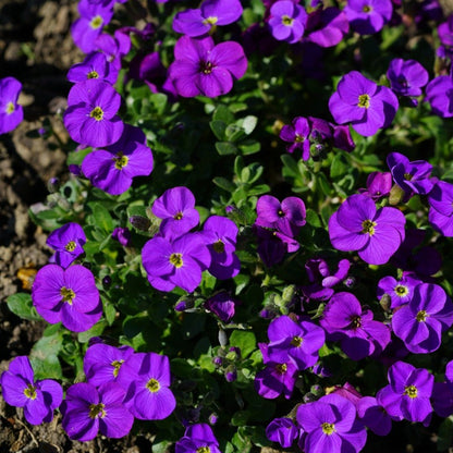 aubrieta hendersonii - Gardening Plants And Flowers