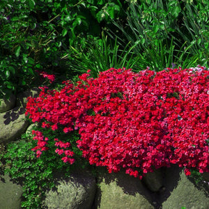 aubrieta red - Gardening Plants And Flowers