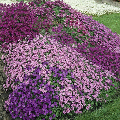 aubrieta seeds - Gardening Plants And Flowers