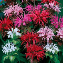 Load image into Gallery viewer, Bee Balm seeds - Gardening Plants And Flowers