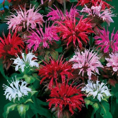Bee Balm seeds - Gardening Plants And Flowers