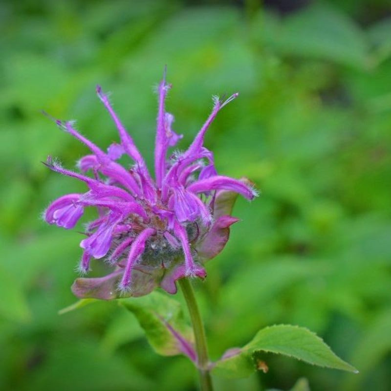 bee balm wild bergamot - Gardening Plants And Flowers