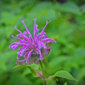 bee balm purple - Gardening Plants And Flowers
