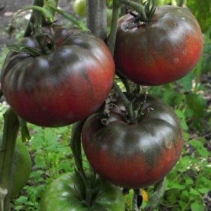 tomato krim black - Gardening Plants And Flowers