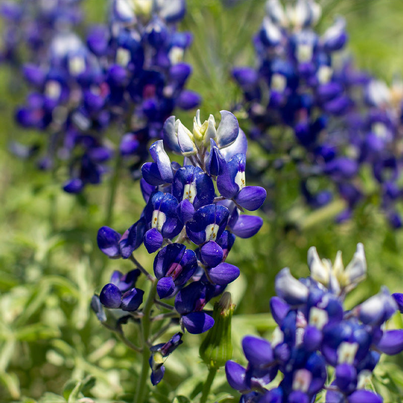 texas bluebonnet wildflower - Gardening Plants And Flowers