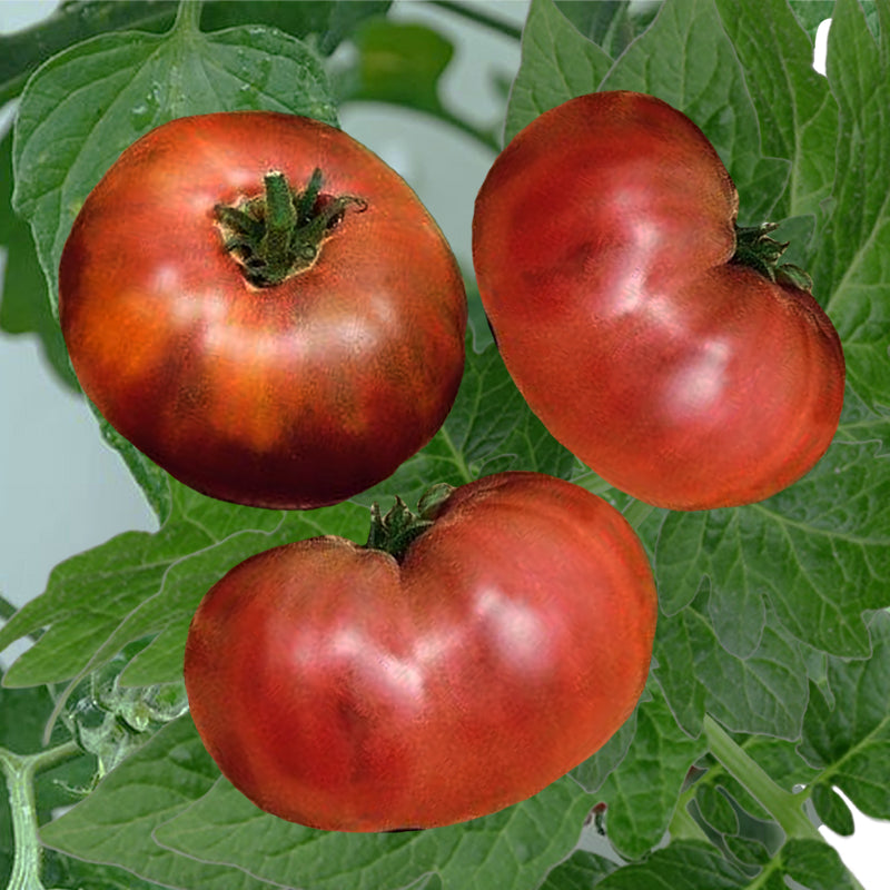 Brandywine Black Tomato Seeds - Gardening Plants And Flowers