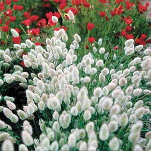 bunny tails - Gardening Plants And Flowers
