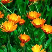 Load image into Gallery viewer, pot marigold - Gardening Plants And Flowers
