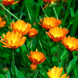 pot marigold - Gardening Plants And Flowers