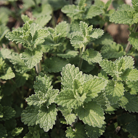 catnip - Gardening Plants And Flowers