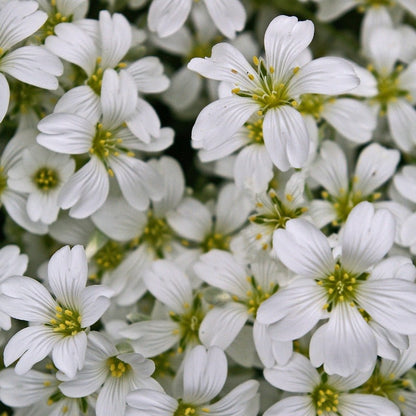 cerastium tomentosum - Gardening Plants And Flowers