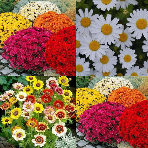 Chrysanthemum - Gardening Plants And Flowers