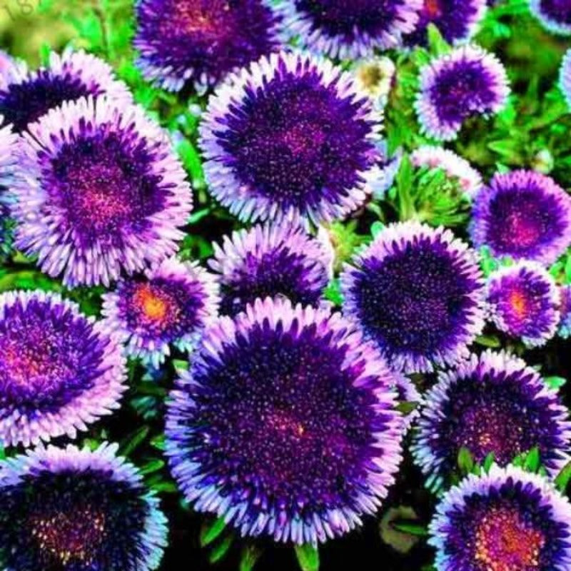 aster seeds - Gardening Plants And Flowers