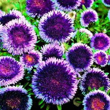 Load image into Gallery viewer, chrysanthemum plants - Gardening Plants And Flowers