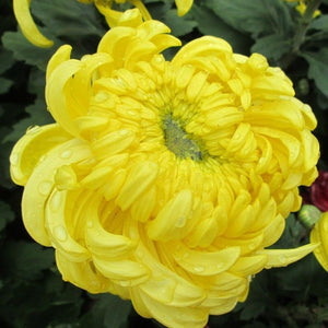yellow chrysanthemum - Gardening Plants And Flowers