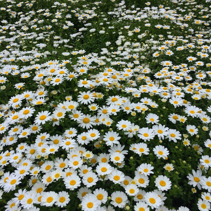 chrysanthemum seeds - Gardening Plants And Flowers