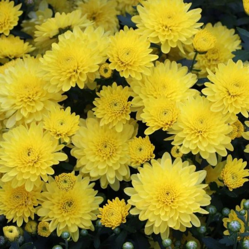 chrysanthemum seed - Gardening Plants And Flowers