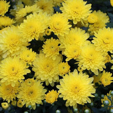 Load image into Gallery viewer, chrysanthemum yellow - Gardening Plants And Flowers