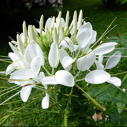 spider flower - Gardening Plants And Flowers