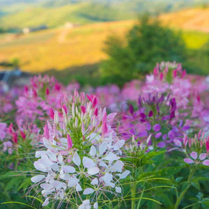 cleome seeds - Gardening Plants And Flowers