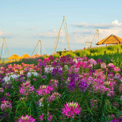 spider flower mix - Gardening Plants And Flowers