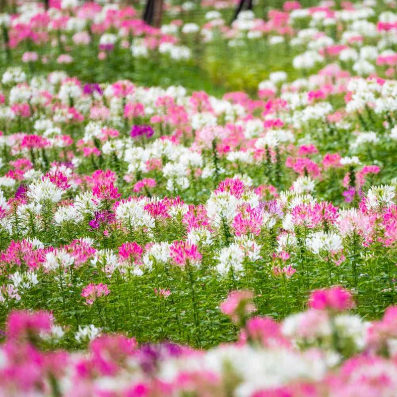 cleome queen mix - Gardening Plants And Flowers