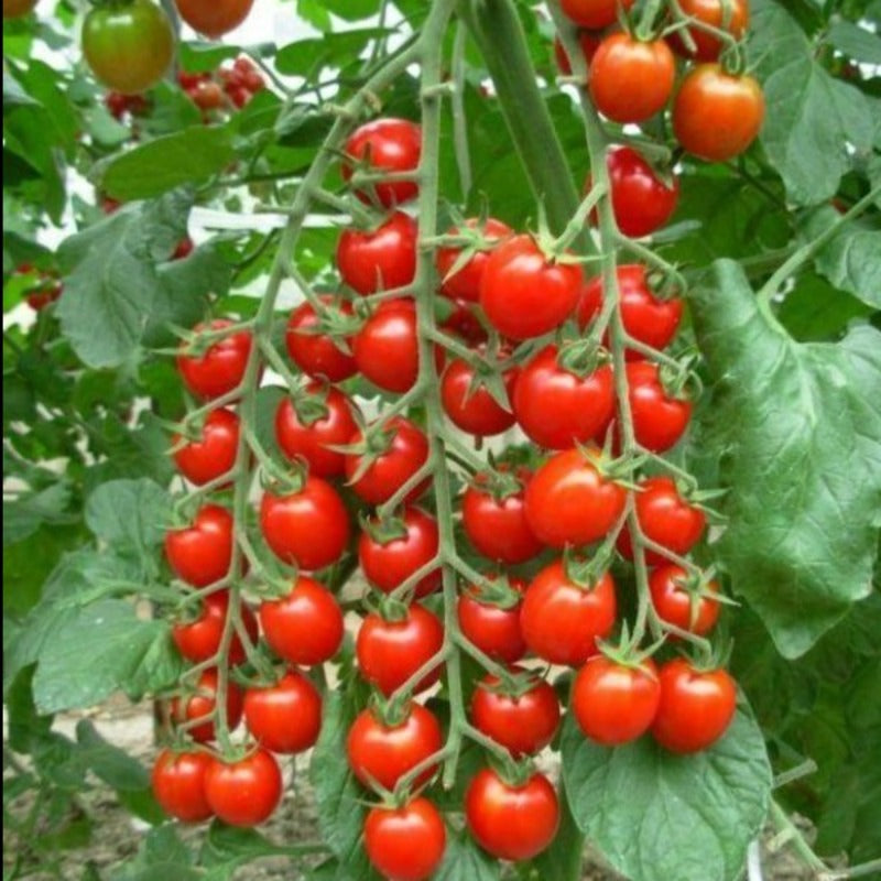 climbing tomato - Gardening Plants And Flowers