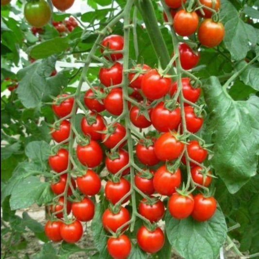 climbing tomato - Gardening Plants And Flowers