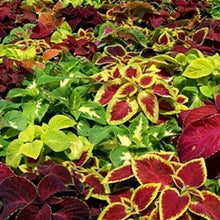 Load image into Gallery viewer, Coleus Rainbow - Gardening Plants And Flowers