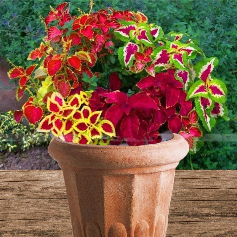 Coleus Blumei - Gardening Plants And Flowers