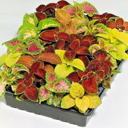 coleus plants - Gardening Plants And Flowers