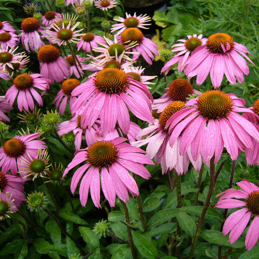 coneflower - Gardening Plants And Flowers