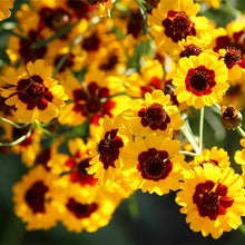 Load image into Gallery viewer, coreopsis tinctoria - Gardening Plants And Flowers