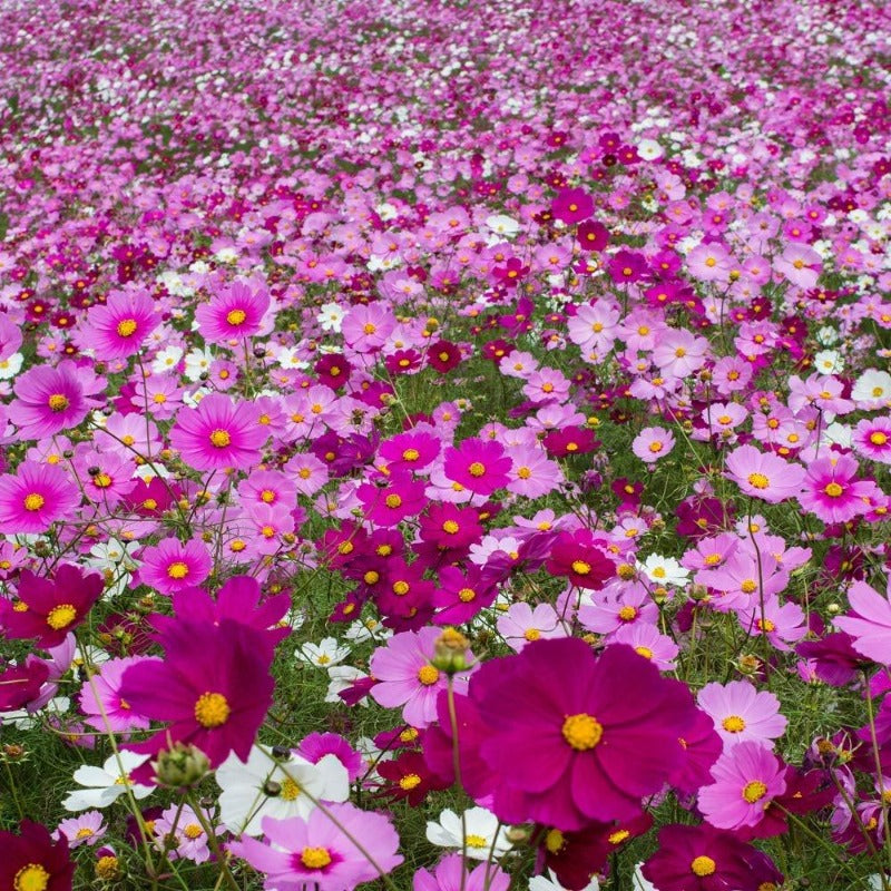 cosmos bipinnatus mix - Gardening Plants And Flowers