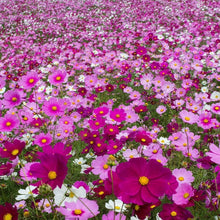 Load image into Gallery viewer, cosmos bipinnatus mix - Gardening Plants And Flowers