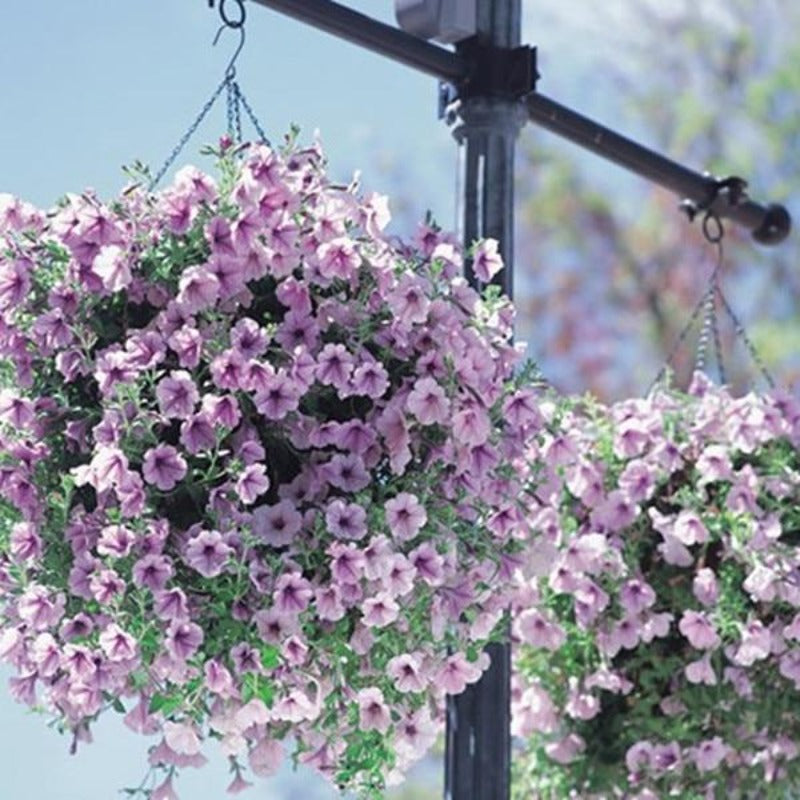 petunia daddy - Gardening Plants And Flowers