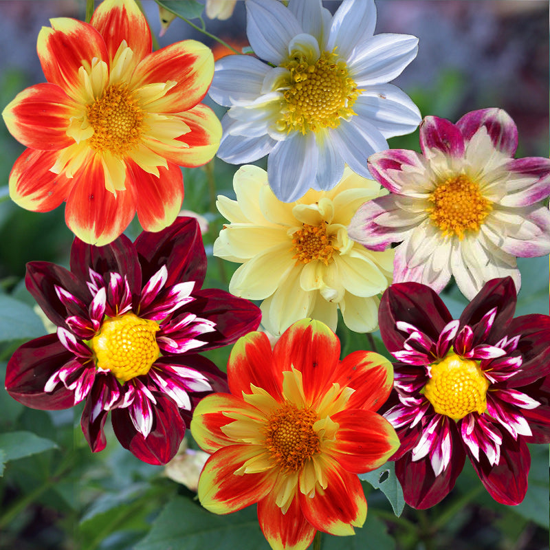 flower seeds dahlia Dahlia Seeds Mix