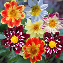 Load image into Gallery viewer, dahlia variabilis dandy - Gardening Plants And Flowers